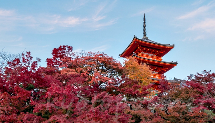 清水寺の三重塔と紅葉