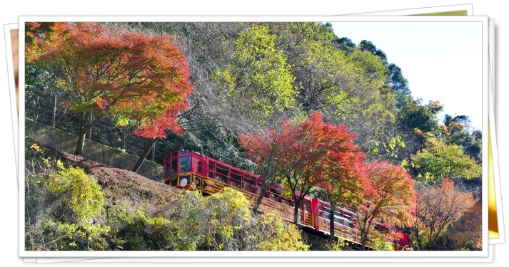 嵯峨野トロッコ列車の紅葉