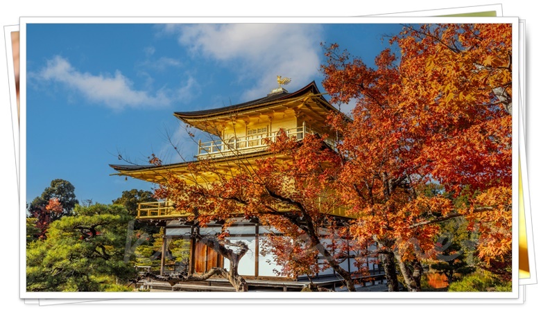 金閣寺の紅葉