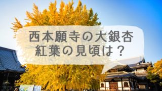 西本願寺にある大銀杏の紅葉の見頃は?