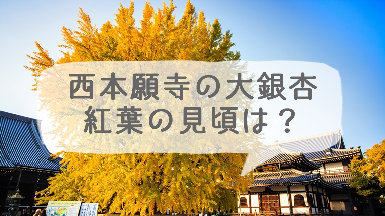 西本願寺にある大銀杏の紅葉の見頃は？