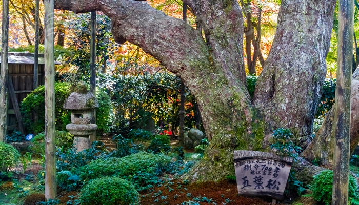 京都の大原にある宝泉院の五葉の松