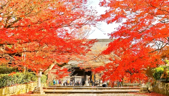 京都 真如堂の紅葉