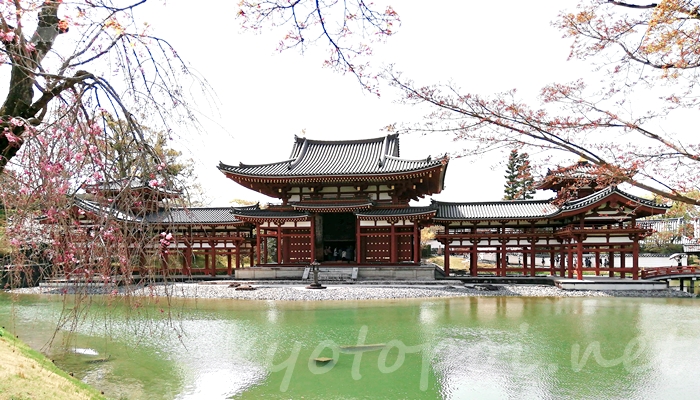 京都の世界遺産 宇治の平等院鳳凰堂