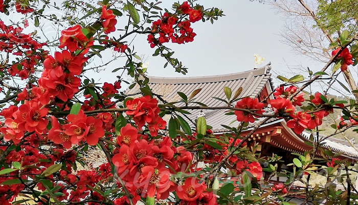 京都の世界遺産 宇治の平等院鳳凰堂