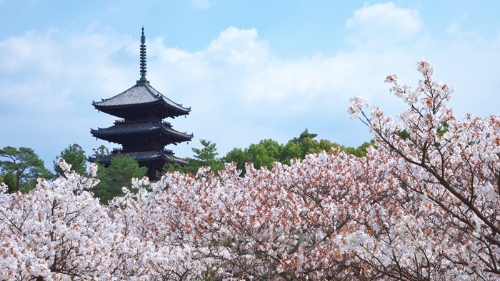 京都の世界遺産 仁和寺の御室桜と五重塔