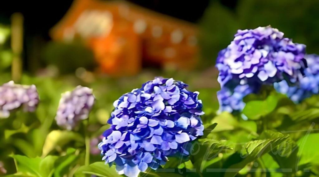 京都の6月のライトアップは紫陽花！