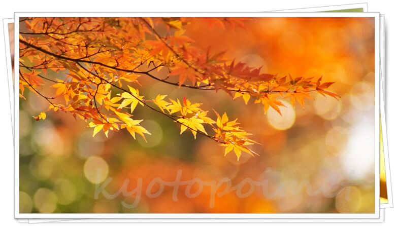 京都宝ヶ池公園の紅葉