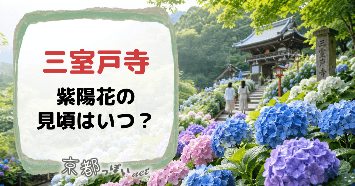 三室戸寺の紫陽花の見頃はいつ？ライトアップなど歩き方ガイド